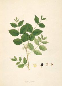 Illustrasjon av Strychnos potatorum, Loganiaceae